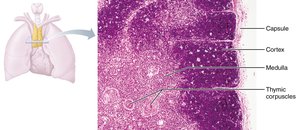 The thymus