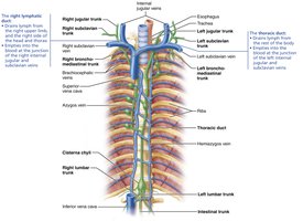 Major lymphatic trunks and ducts