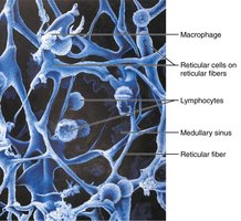 Reticular connective tissue in a human lymph node