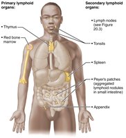 Lymphoid organs