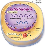 Diagram of transcription and translation in protein synthesis