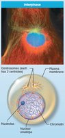 Cell in interphase showing chromatin and nucleolus