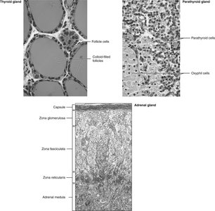 Microscopic anatomy of thyroid, parathyroid, and adrenal glands
