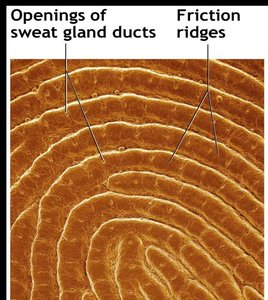 Friction ridges and sweat gland duct openings on a fingerprint