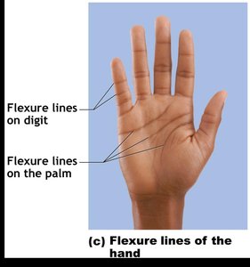 Flexure lines of the hand