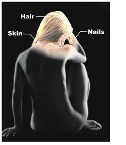 Labeled image of hair, skin, and nails