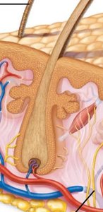 Hair follicle structure