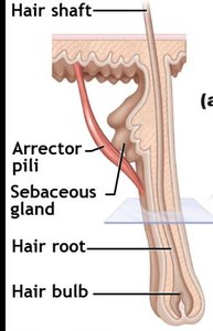 Arrector pili muscle attached to hair follicle