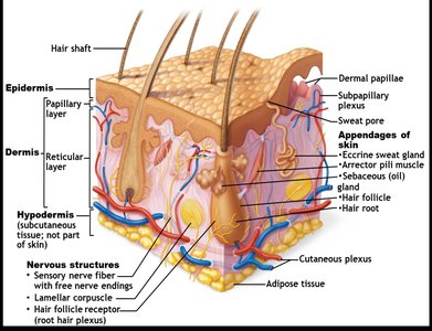 Cross-section of skin showing epidermis, dermis, hypodermis, and appendages