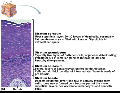 Histological section of epidermis with labeled layers