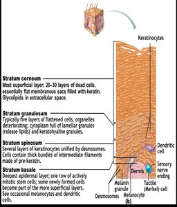 Diagram of epidermal cell types and their locations