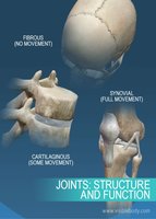 Diagram showing fibrous, cartilaginous, and synovial joints