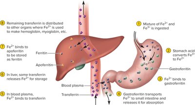 Iron metabolism: absorption, transport, storage