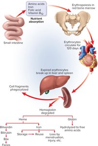 Erythrocyte life cycle: production, breakdown, recycling