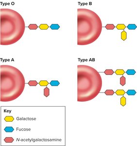 Chemical basis of ABO blood types
