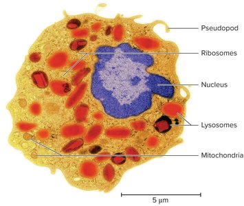 Leukocyte structure (TEM)