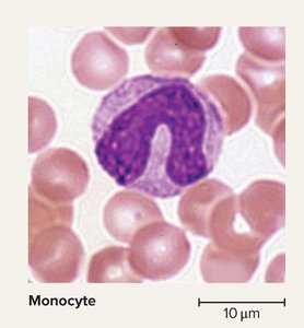 Monocyte