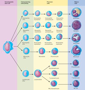 Leukopoiesis: WBC development