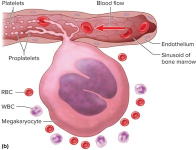 Platelets in blood