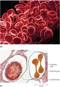 Erythrocytes in capillaries