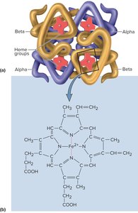Hemoglobin structure and heme group