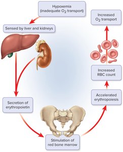 Erythrocyte homeostasis: negative feedback
