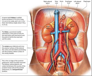Anatomy of the urinary system showing kidneys, ureters, and bladder