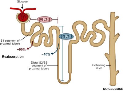 Glucose reabsorption in the nephron and SGLT transporters