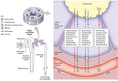 Water reabsorption in the nephron loop
