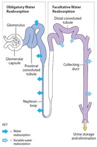 ADH release from the pituitary gland