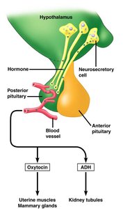 Collecting duct function and hormonal regulation