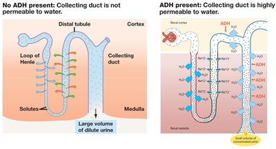 Aldosterone action on sodium and potassium transport