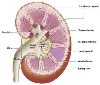Internal anatomy of the kidney showing cortex, medulla, pyramids, and pelvis