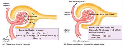 Glomerular filtration rate and filtration fraction