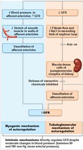 Myogenic mechanism of GFR autoregulation