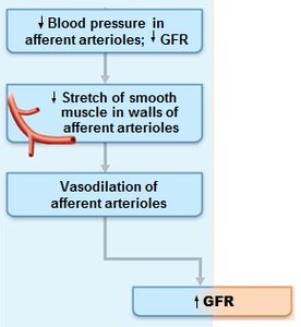 Tubuloglomerular feedback mechanism