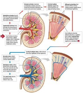 Blood supply to the kidney, showing arteries and veins
