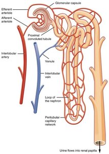 Structure of a nephron showing glomerulus, tubules, and capillaries