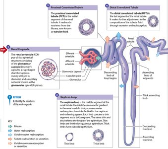 Detailed nephron structure with filtration and reabsorption sites