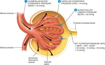 Forces involved in glomerular filtration