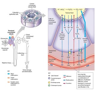 Tubular reabsorption and secretion in the nephron