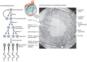 Stages of spermatogenesis in the seminiferous tubules