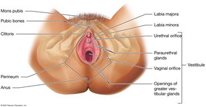 The female perineum
