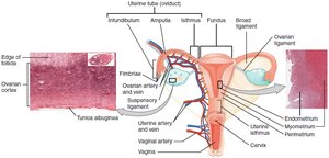 Ovaries, uterine tubes, and uterus