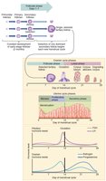 Hormone levels in ovarian and menstrual cycles