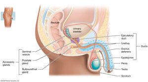 Internal organs of the male reproductive system