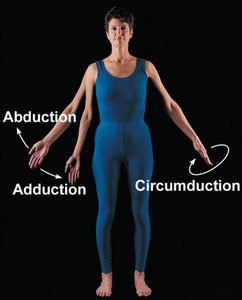 Abduction, adduction, and circumduction