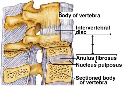 Intervertebral disc structure