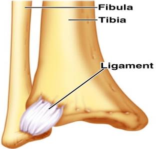Syndesmosis between tibia and fibula