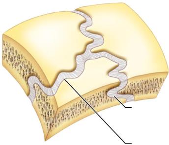 Suture joint in the skull